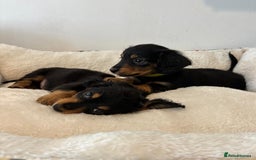 Dachshund dogs for sale: Dachshund long haired miniature - Image 11