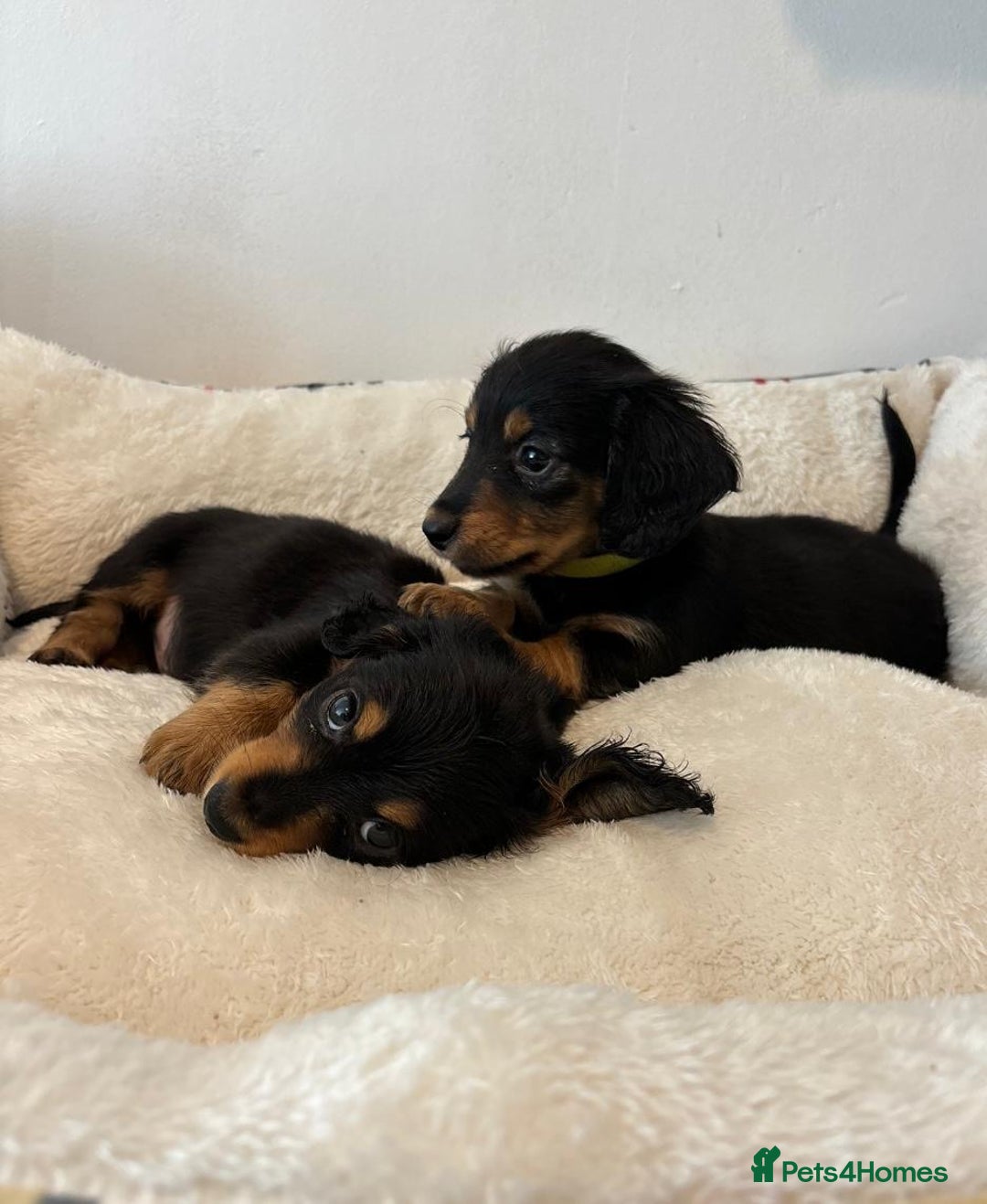Dachshund dogs for sale: Dachshund long haired miniature - Image 11