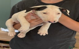 English Bull Terrier dogs for sale: Mr Chris Robinson  - Image 10