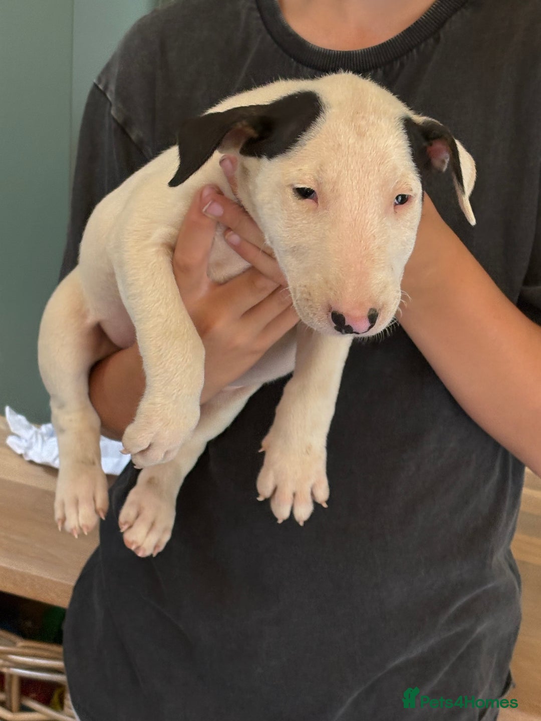 English Bull Terrier dogs for sale: Mr Chris Robinson  - Image 10