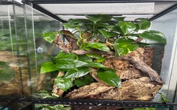 Gecko reptiles for sale: Male crested gecko with full setup - Image 2