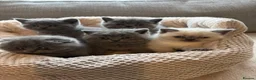 British Shorthair cats for sale: 5 spectacular kittens looking for new families. in Orpington - Advert 2