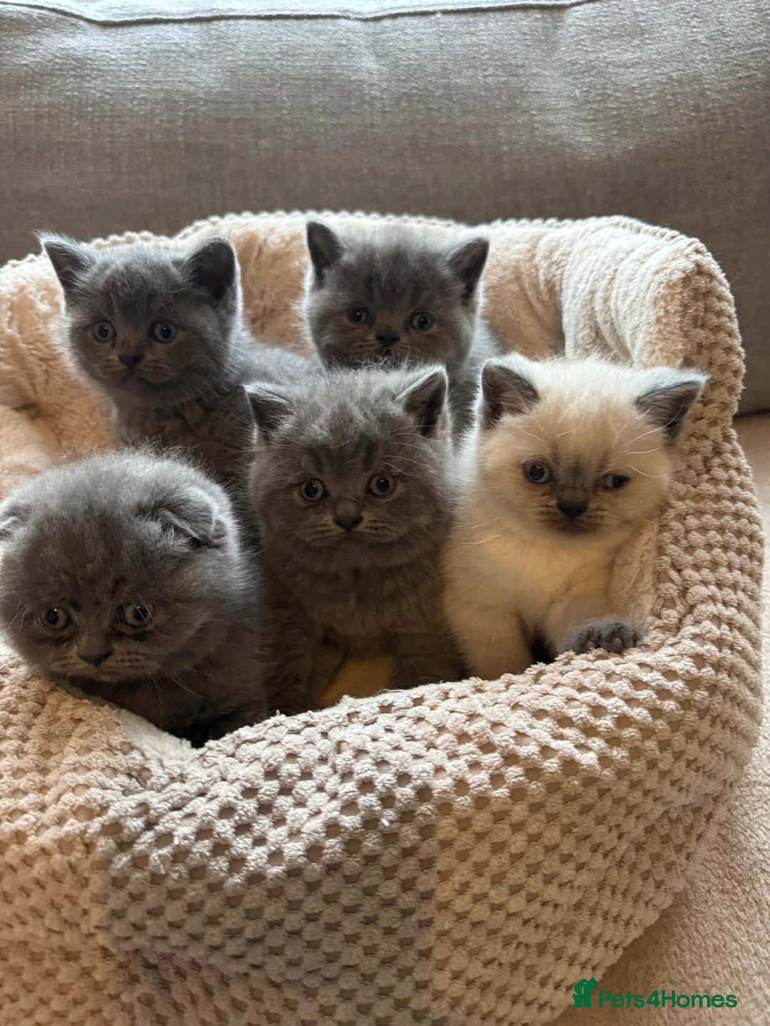 British Shorthair cats for sale: 5 spectacular kittens looking for new families. in Orpington - Advert 2