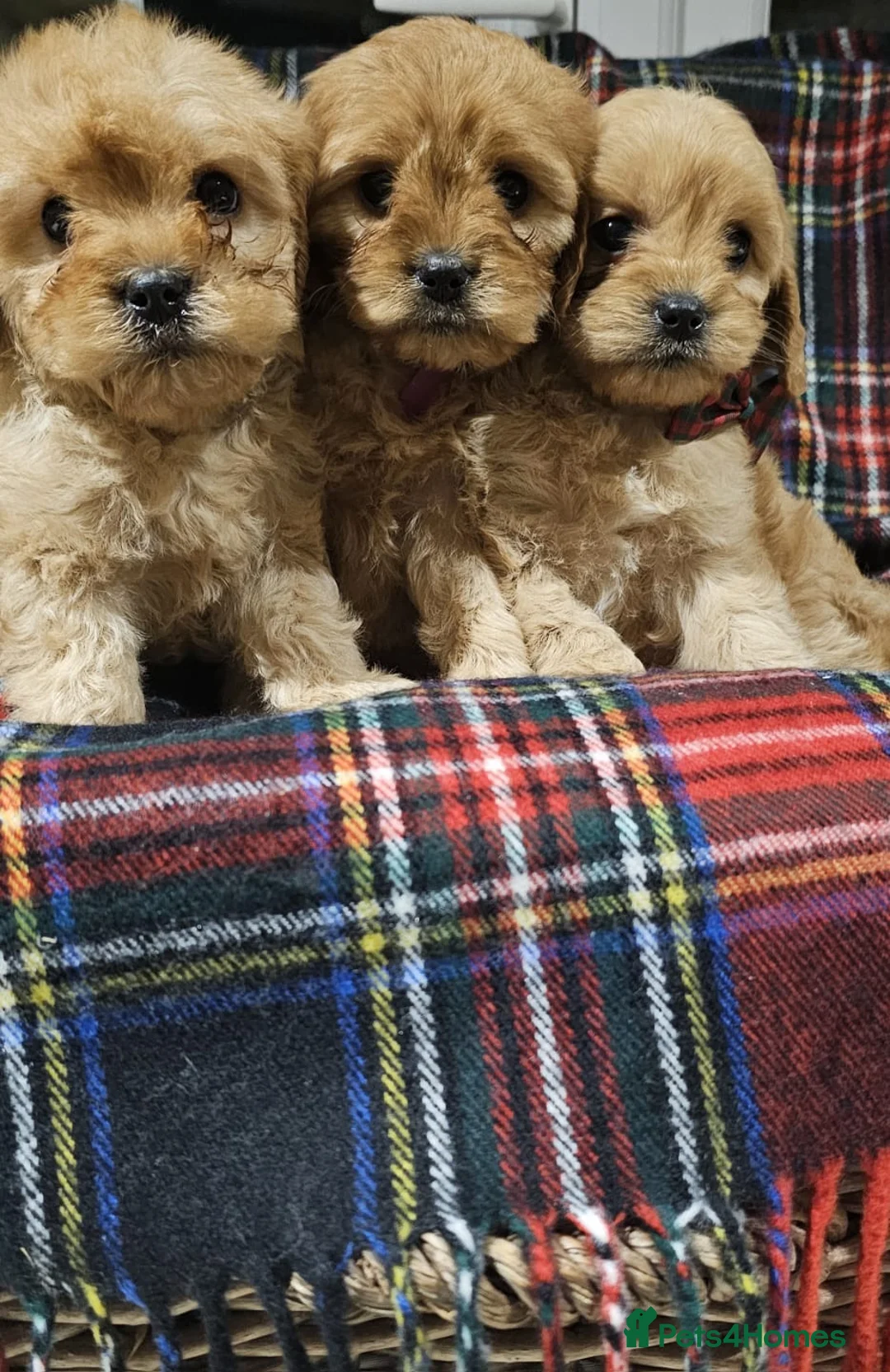 Cavapoochon dogs for sale: They are ready to leave now  - Advert 7