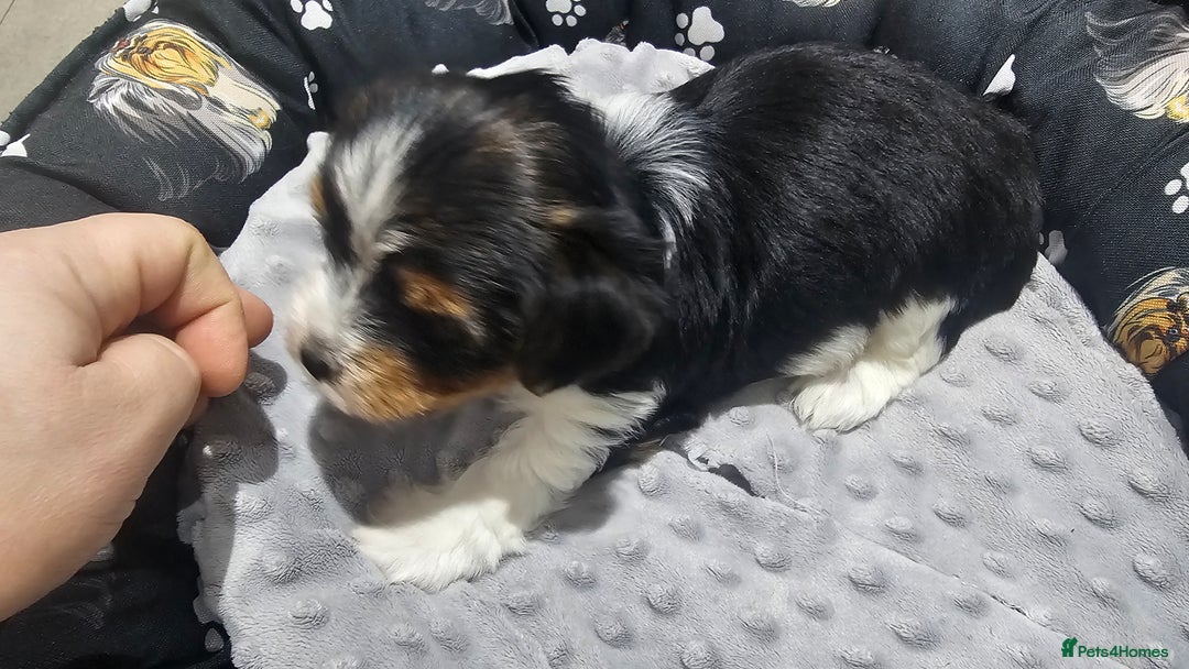 Yorkshire Terrier dogs for sale: 2 boys and 2 girls yorkshire terrier  - Advert 16
