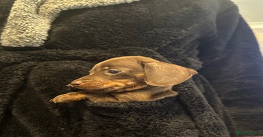 Miniature Dachshund dogs - Advert 3