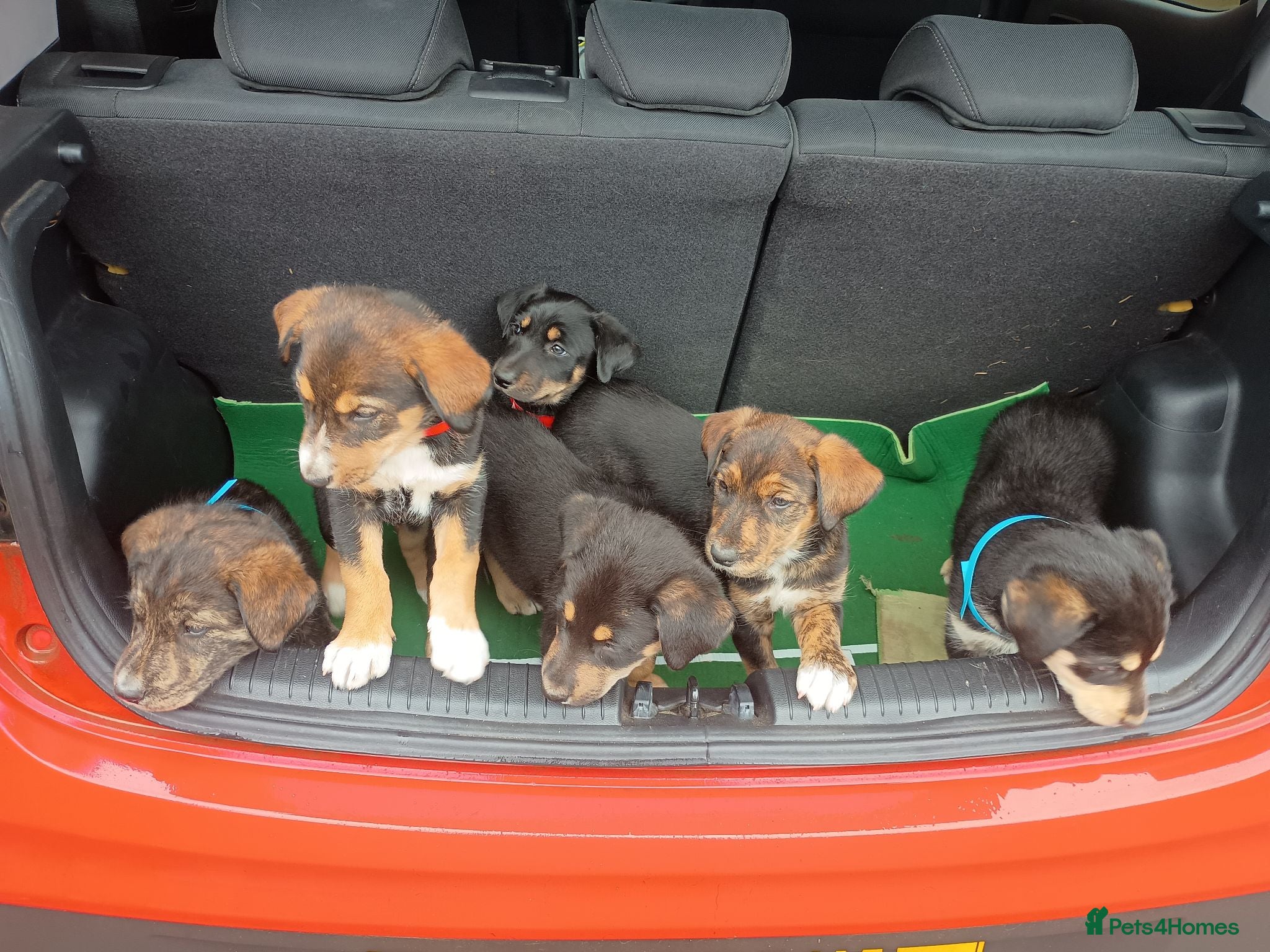 Mixed Breed dogs Husky x Huntaway x pups for sale - Advert 1