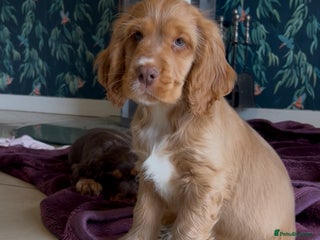 Cocker Spaniel dogs Ready to fly the nest!! kc Show Cocker Spaniels - Advert 2