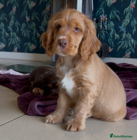 Cocker Spaniel dogs Ready to fly the nest!! kc Show Cocker Spaniels - Advert 13