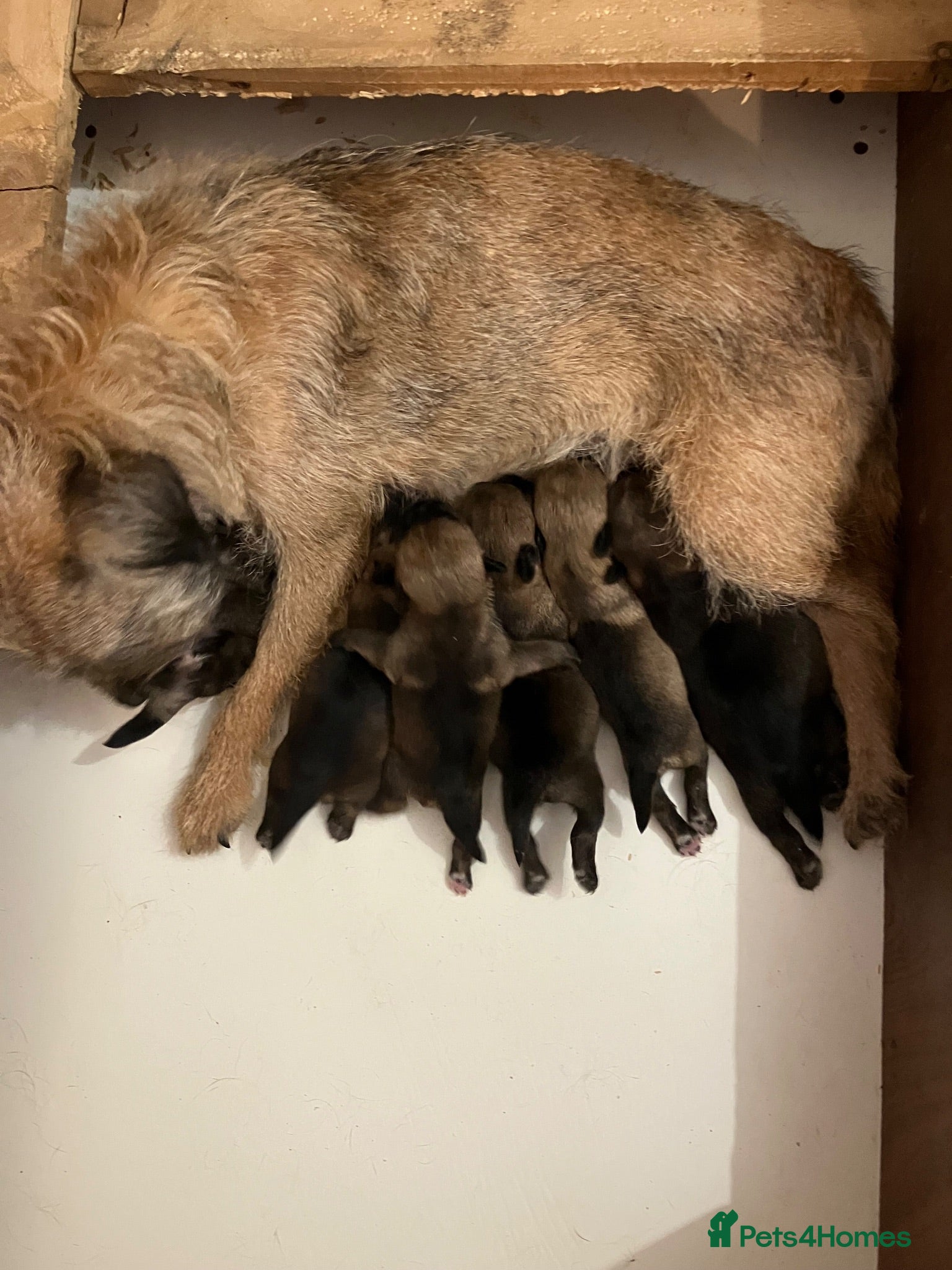 Border Terrier dogs K.C.registered border terriers - Advert 1