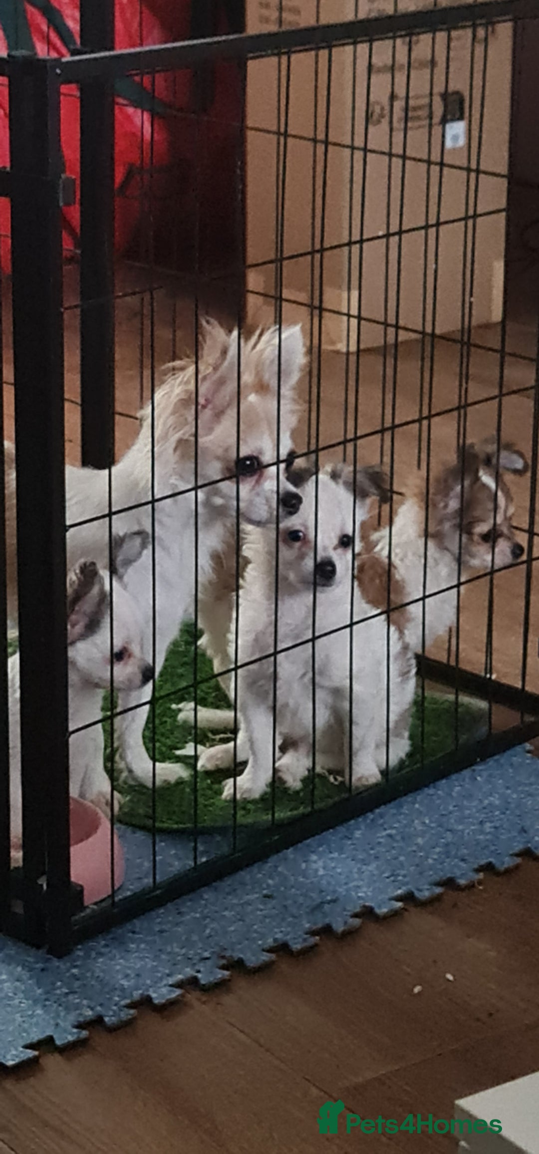 Chihuahua dogs for sale: Chihuahua for sale  - Advert 17