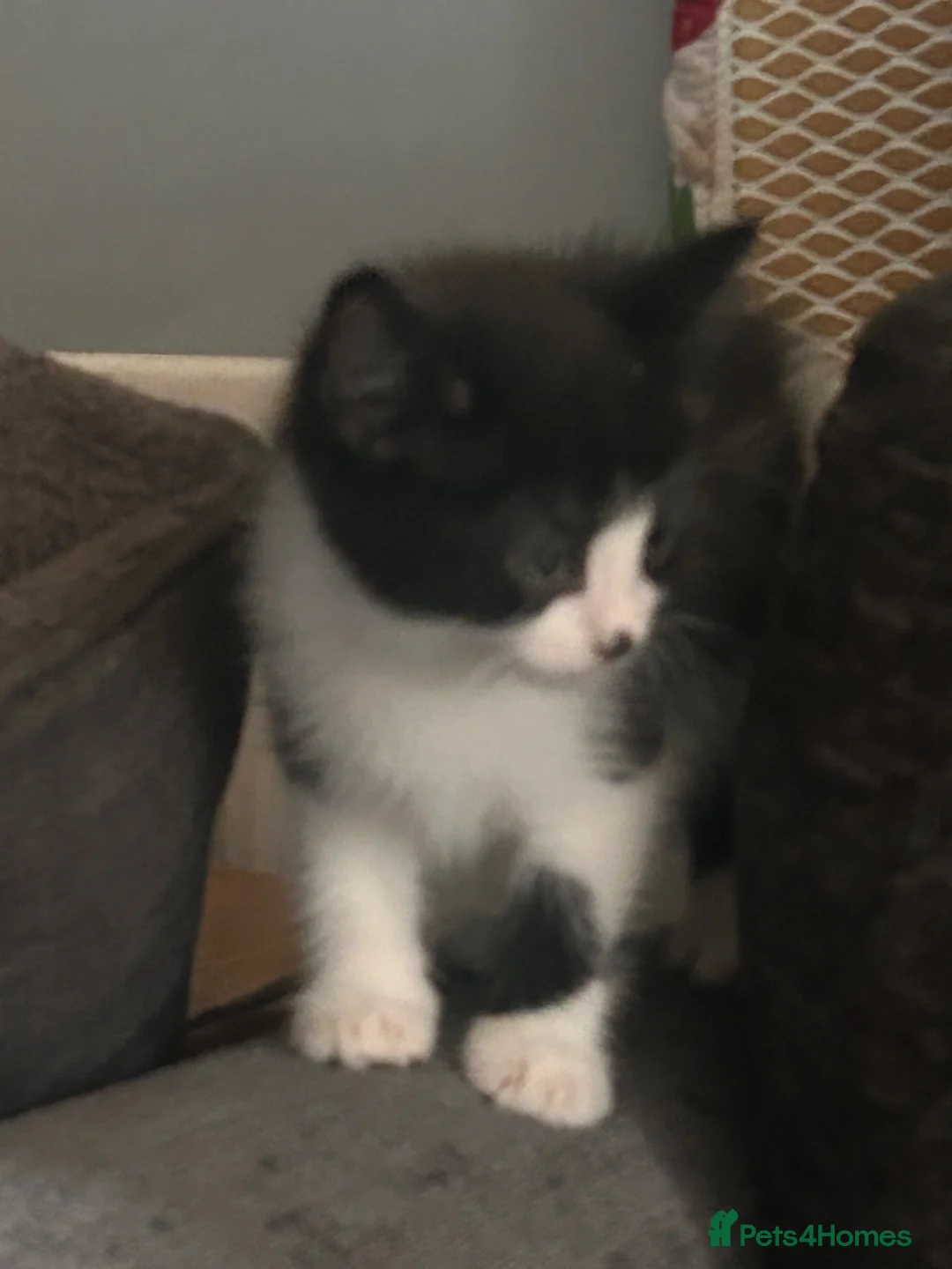 Mixed Breed cats for sale: Siamese x ragdoll x Maine coon kittens  - Advert 15