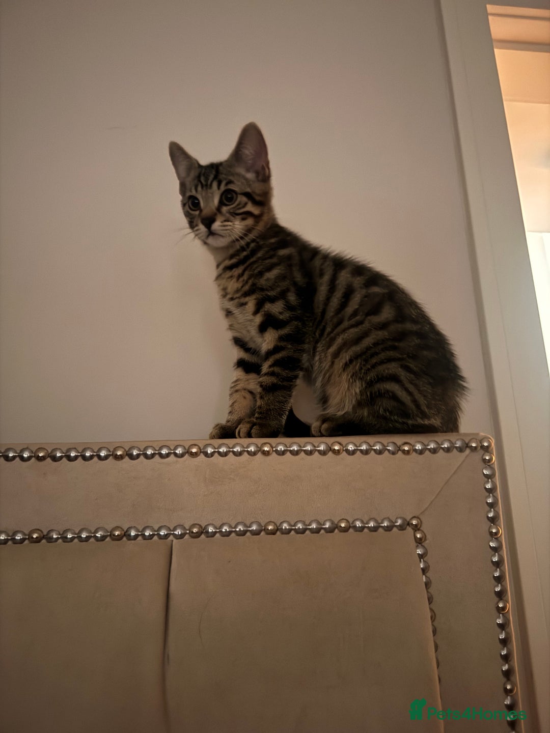 Mixed Breed cats for sale: 2 kittens 1 male 1 female  - Advert 2