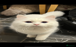Siberian cats for sale: Pure White Siberian kittens. Ready Now.  - Image 8