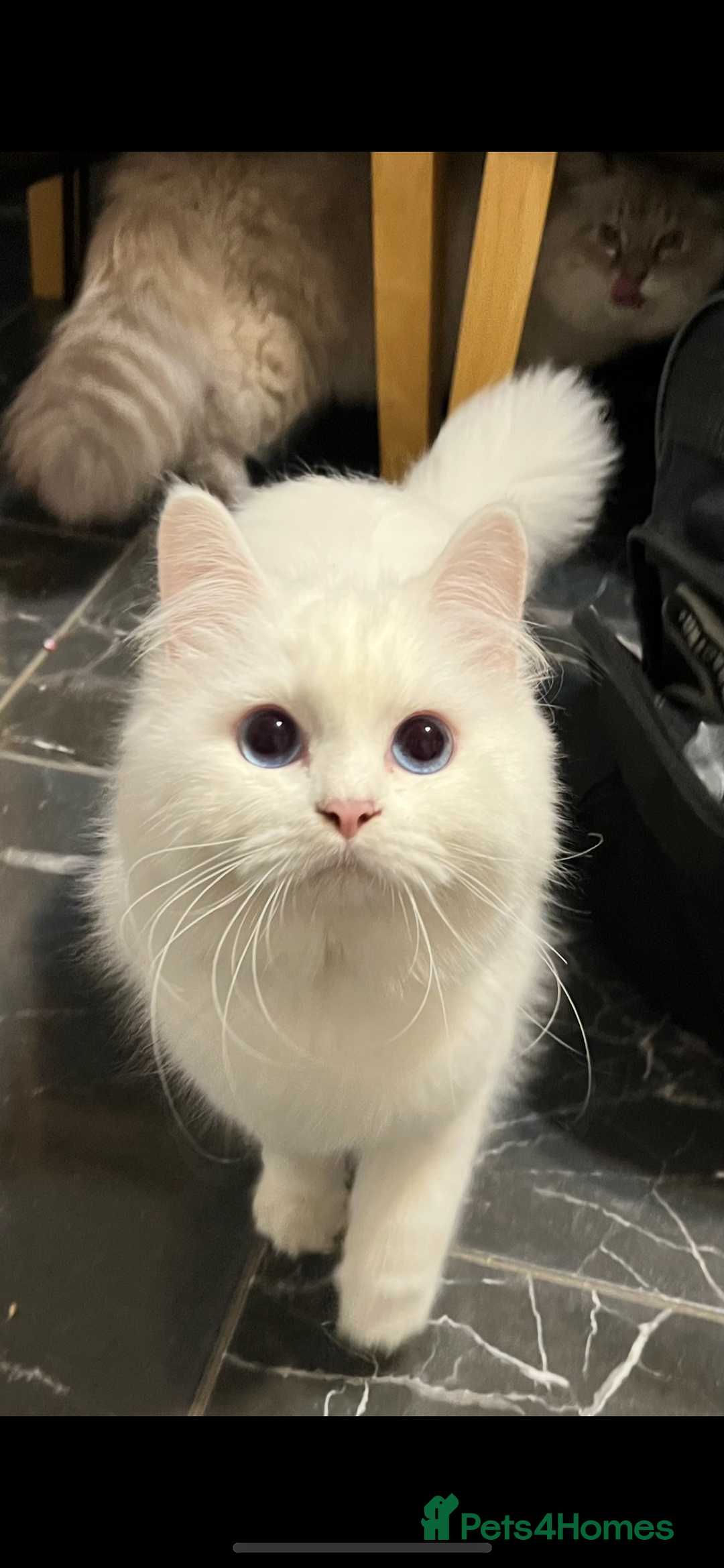 Siberian cats for sale: Pure White Siberian kittens. Ready Now.  - Image 8