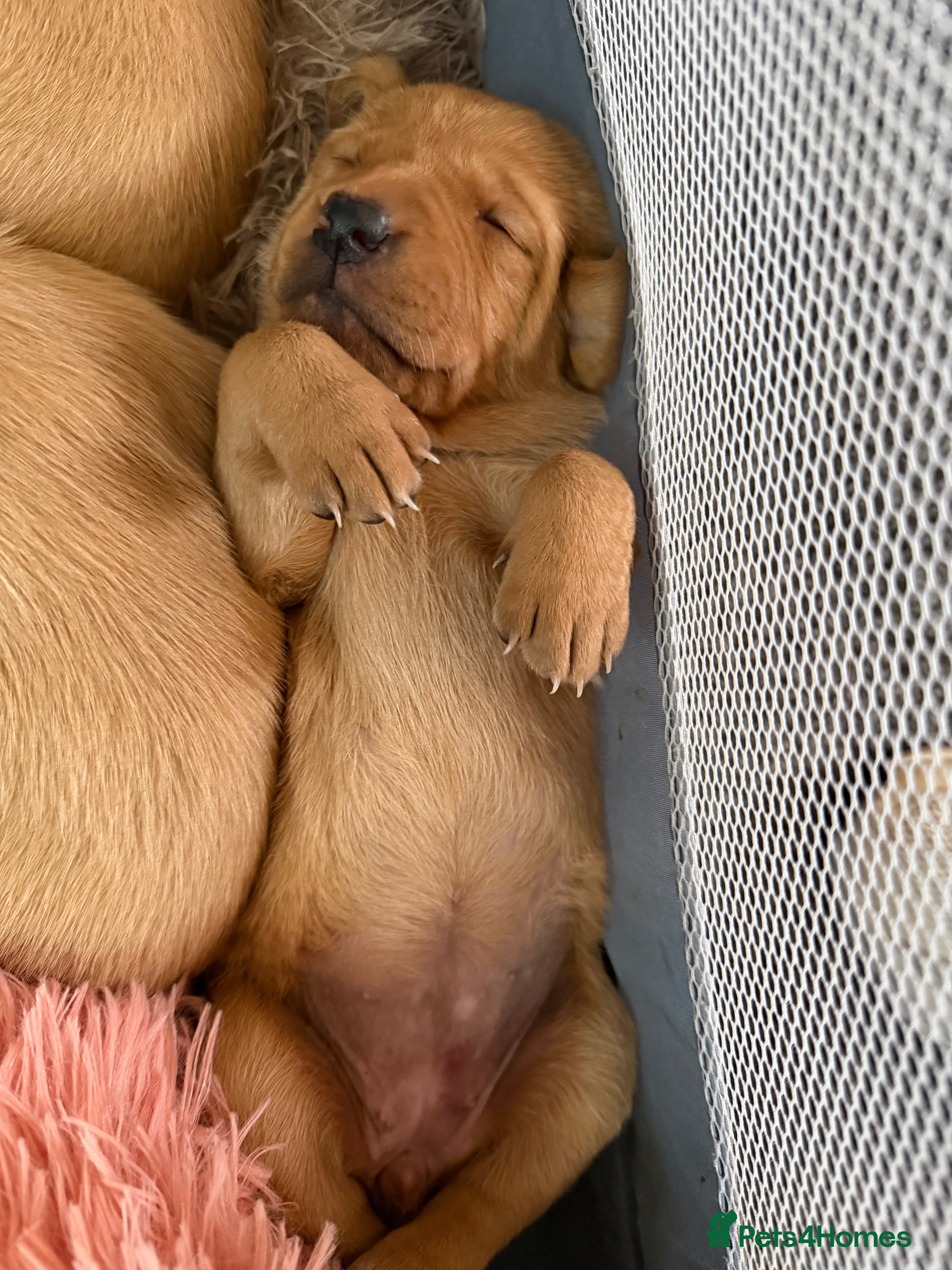 Labrador Retriever dogs ⭐️Beautiful Fox Red Labrador puppies ⭐️ - Advert 2