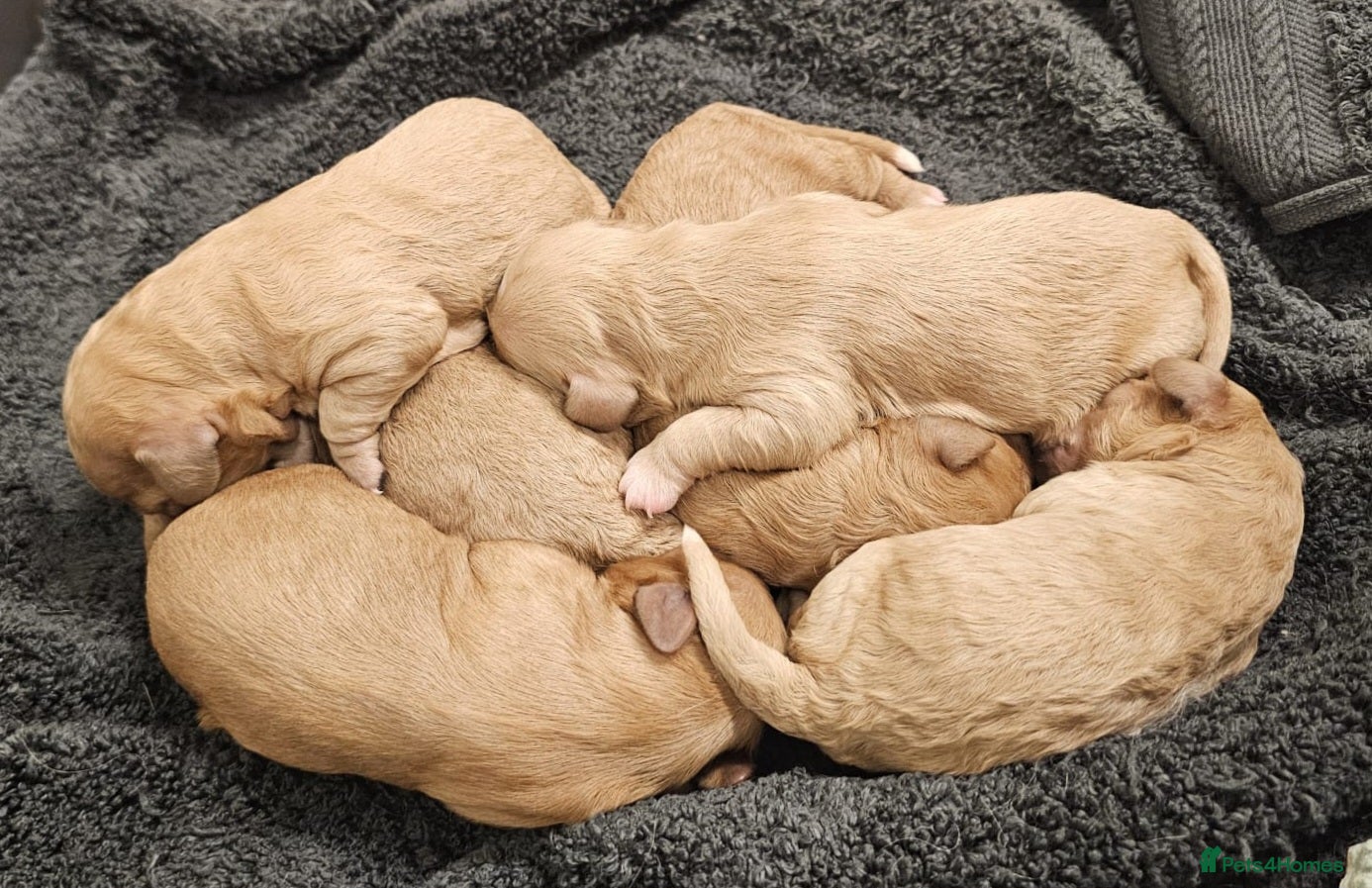 Cavachon dogs F1 Cavapoochons for sale! - Advert 1