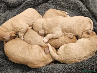 Cavachon dogs F1 Cavapoochons for sale! - Advert 14