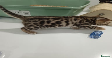 Bengal cats - Advert 6