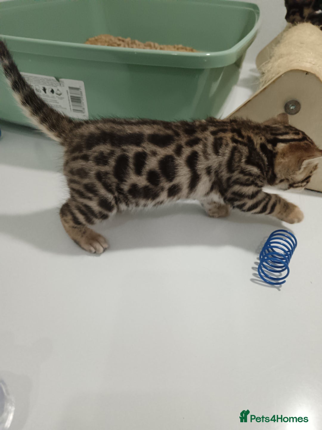 Bengal cats for sale: Pure Bengal kittens - Image 2
