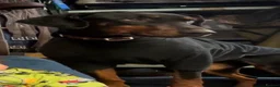 Dobermann dogs for sale: Beautiful Dobermann puppies  in Kington - Advert 4