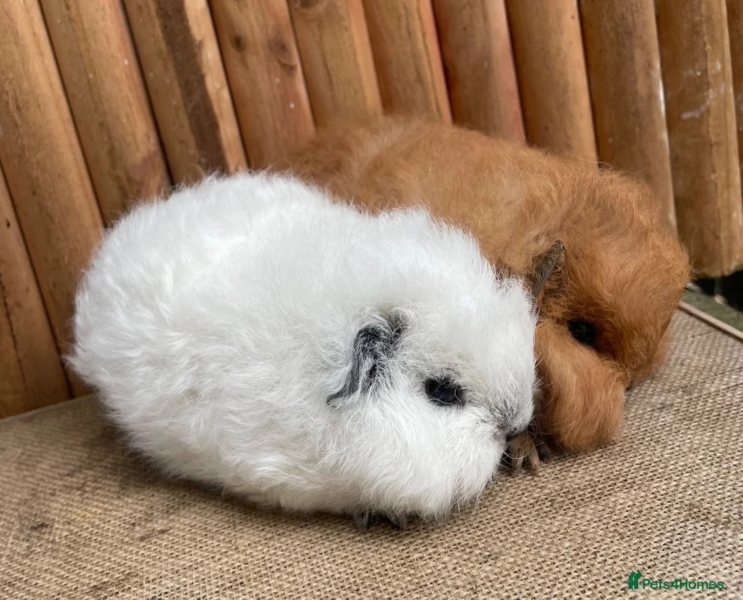 Guinea Pig rodents for sale: Baby Swiss Teddy Girls - Advert 3