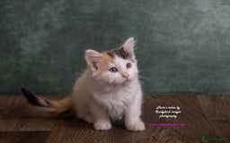 British Longhair cats for sale: ADORABLE DOG AND HOOVER PROOF KITTENS - Image 2
