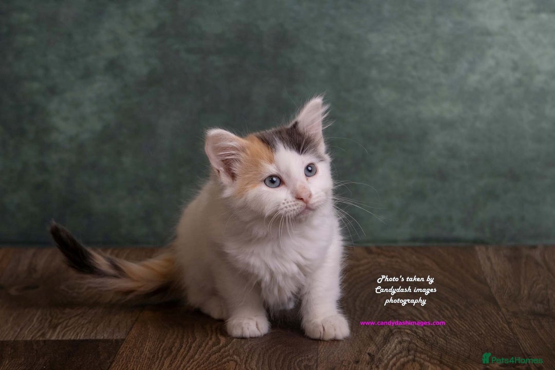 British Longhair cats for sale: ADORABLE DOG AND HOOVER PROOF KITTENS - Image 2