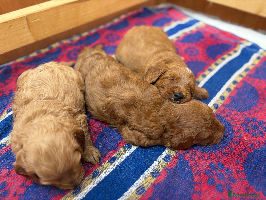 Goldendoodle dogs for sale: Stunning F2B Goldendoodles - Image 17