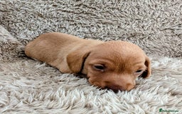 Miniature Dachshund dogs for sale: Beautiful Mini Daschounds Babies For Sale - Image 8
