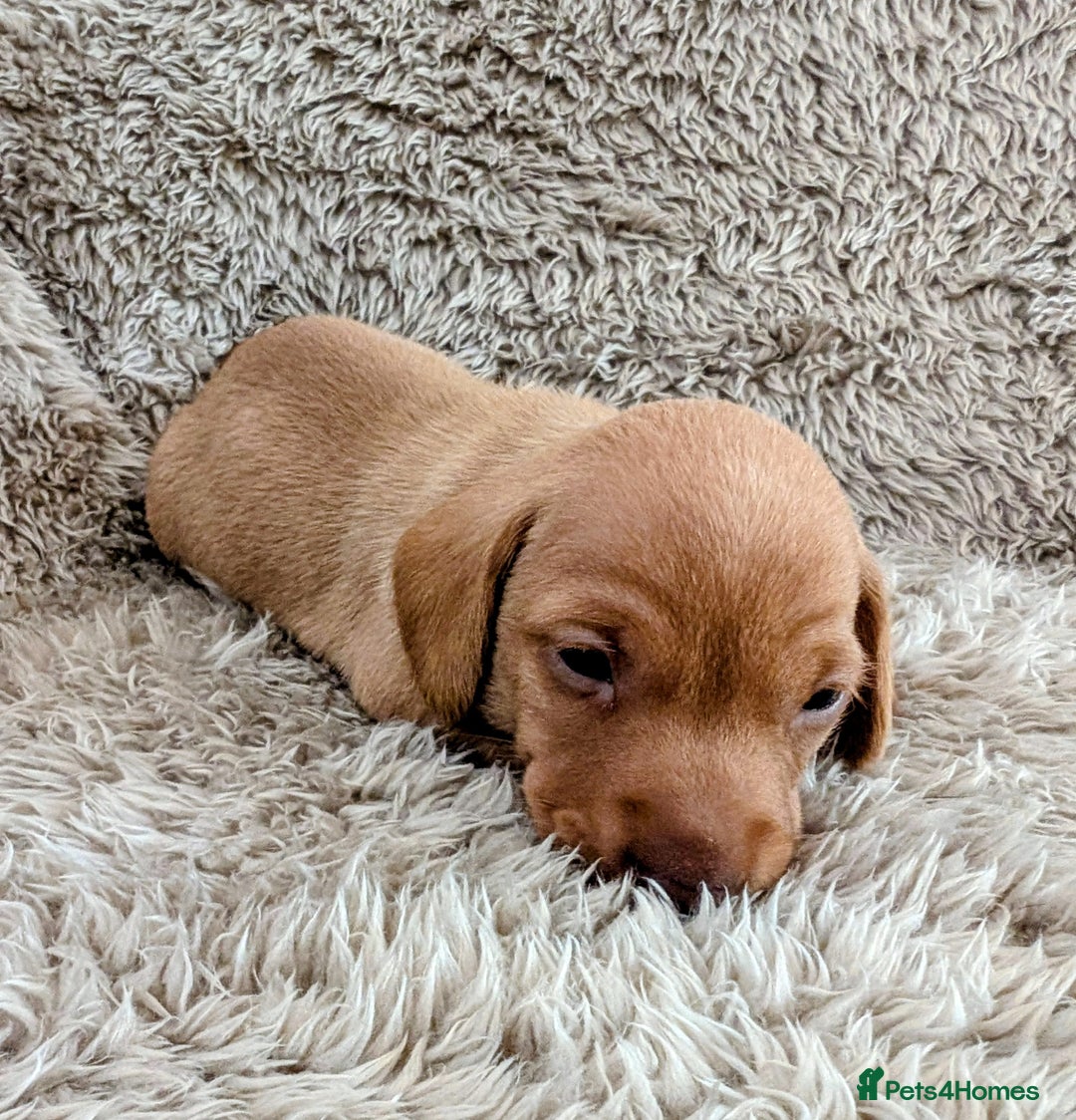 Miniature Dachshund dogs for sale: Beautiful Mini Daschounds Babies For Sale - Image 8