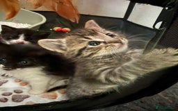 Persian cats for sale: Shorthair Doll face Persian X British longhair  - Image 4