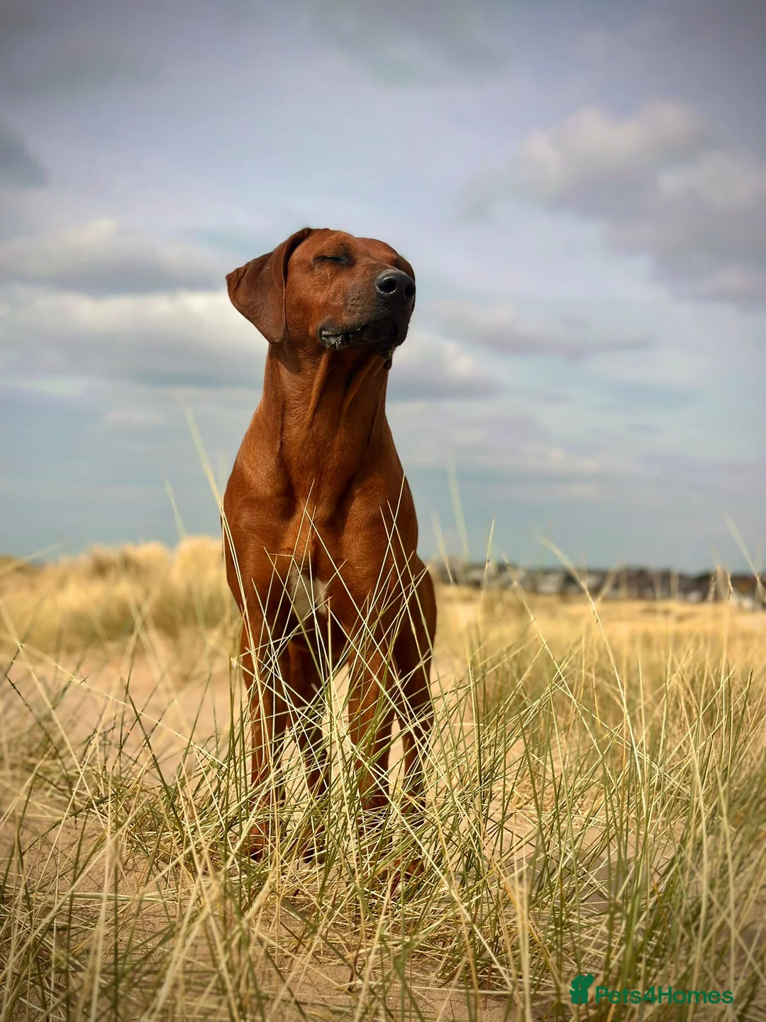 Rhodesian Ridgeback dogs for sale: !!KC CHAMPION AFRICAN RHODESIAN RIDGEBACK!! in Doncaster - Advert 1