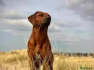 Rhodesian Ridgeback dogs KC OUTSTANDING PEDIGREE RHODESIAN RIDGEBACK - Advert 2