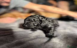 Cockapoo dogs for sale: Gorgeous F1B cockapoo  - Image 4