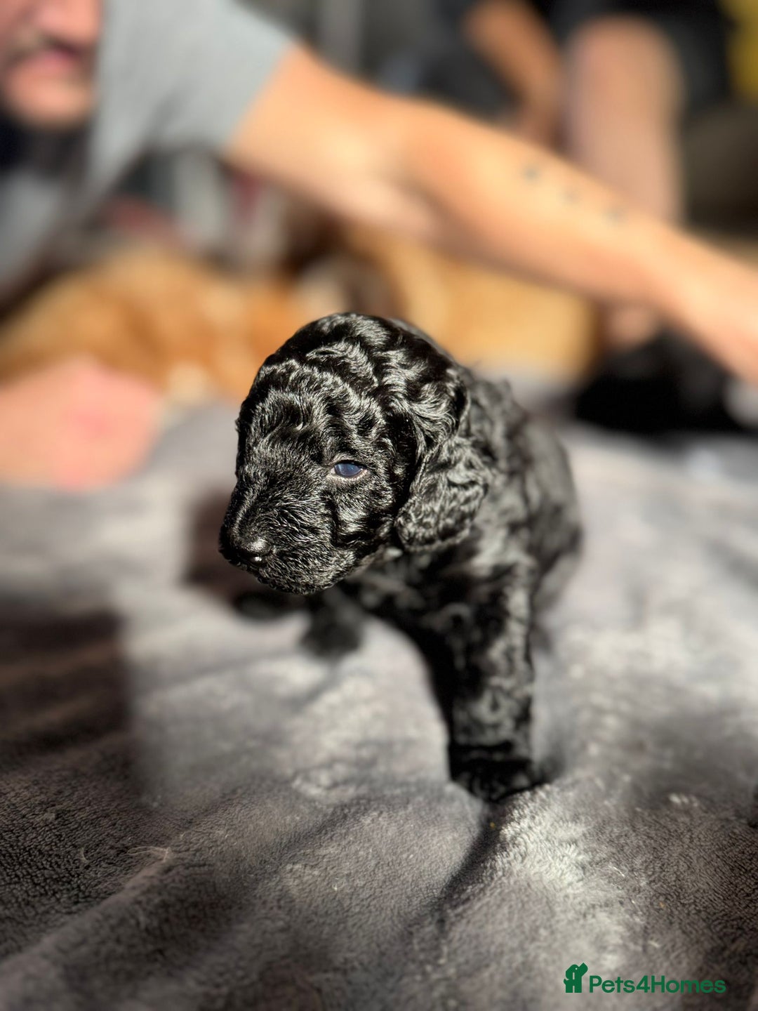 Cockapoo dogs for sale: Gorgeous F1B cockapoo  - Image 4