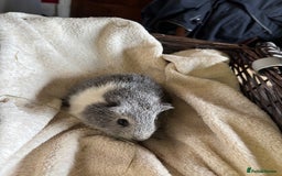 Guinea Pig rodents for sale: Beautiful baby guinea pigs for sale  - Image 1