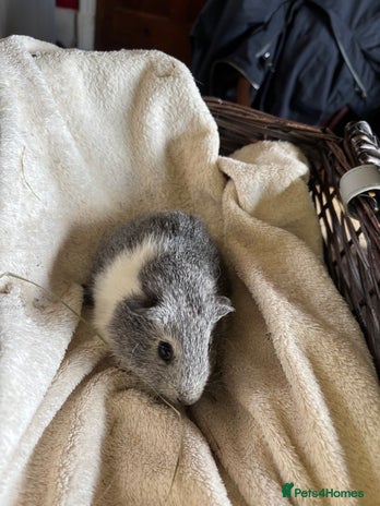 Guinea Pig rodents - Advert 5