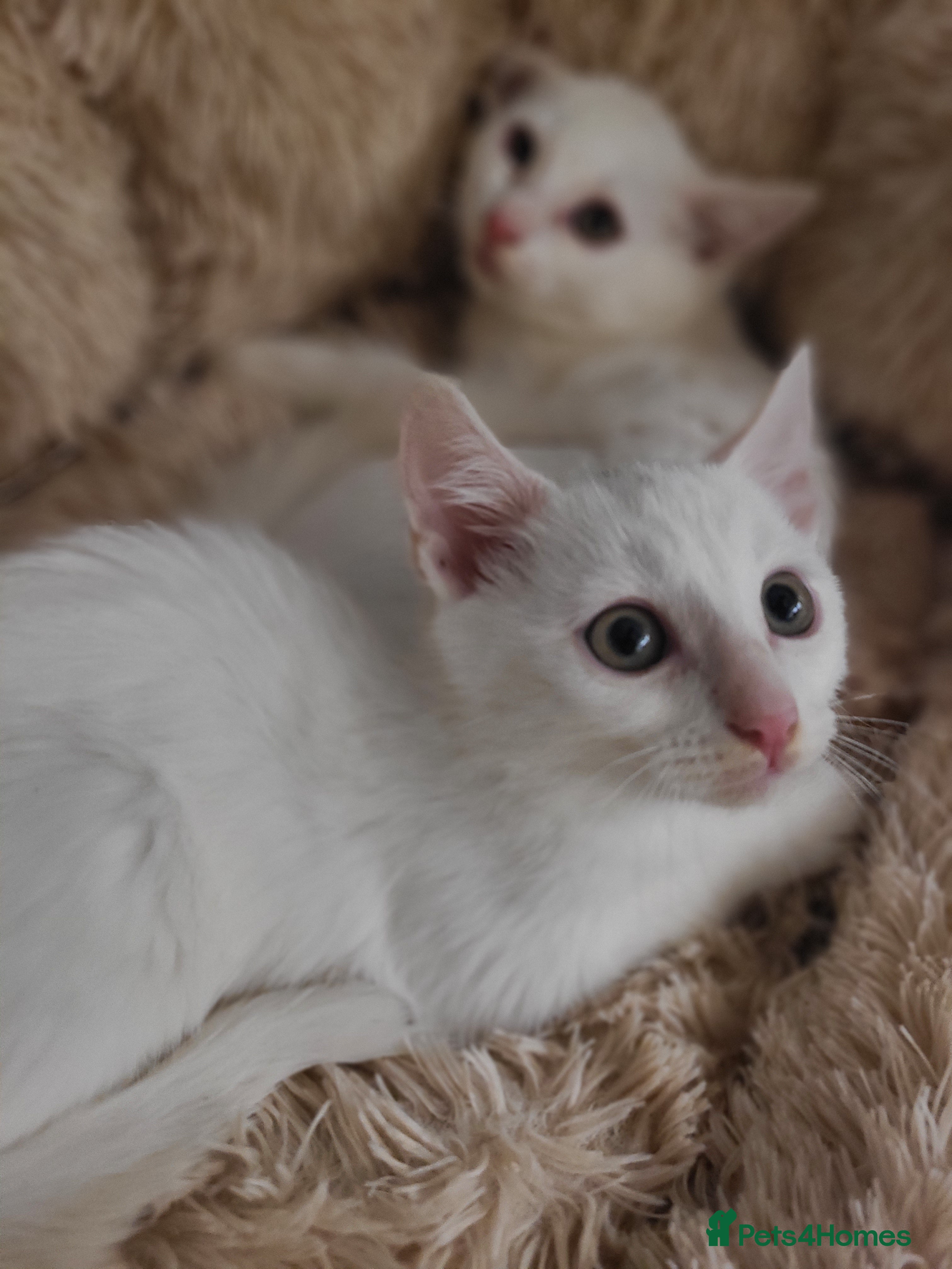 Mixed Breed cats 2 sister kittens Left  - Advert 1