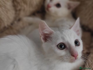 Mixed Breed cats 2 sister kittens Left - Advert 1