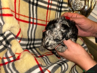 Mixed Breed dogs - Advert 6