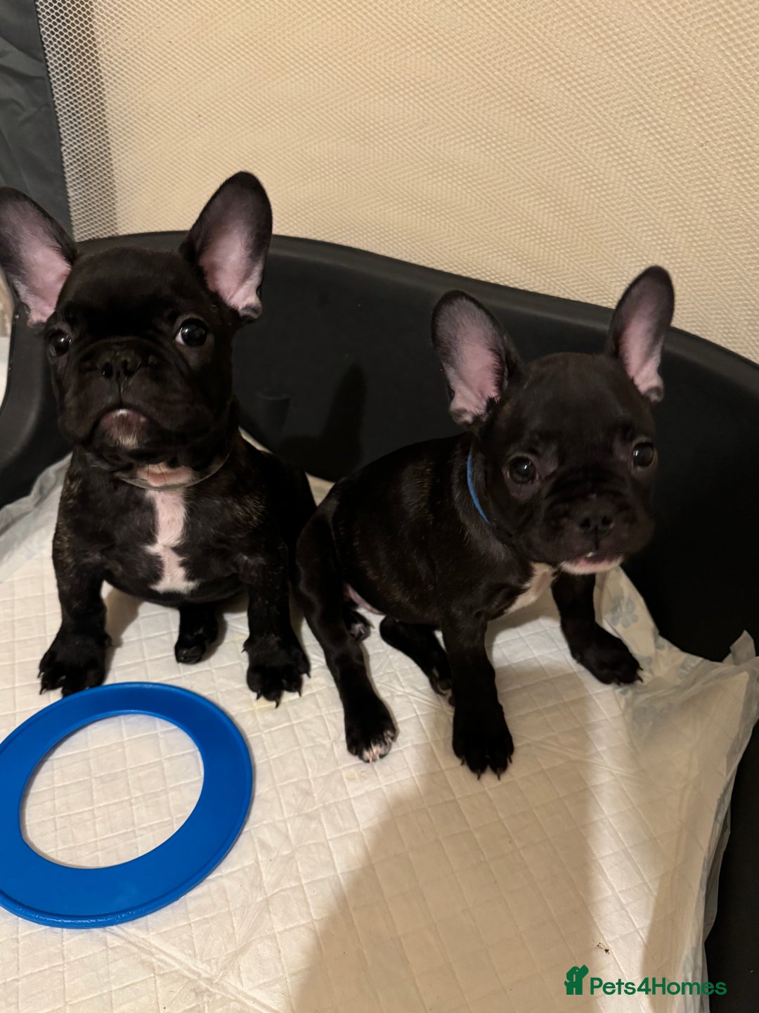 French Bulldog dogs for sale: French puppies  - Advert 32