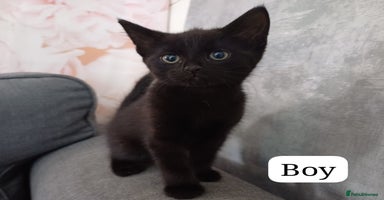 Mixed Breed cats - Advert 2