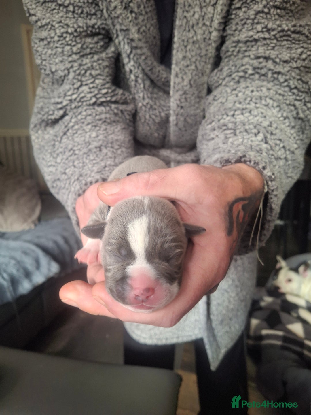 Staffordshire Bull Terrier dogs for sale: Staffordshire bull terrier puppies  - Image 3