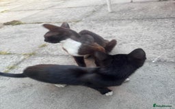 Domestic Shorthair cats for sale: cat and kittens for rehoming - Image 19