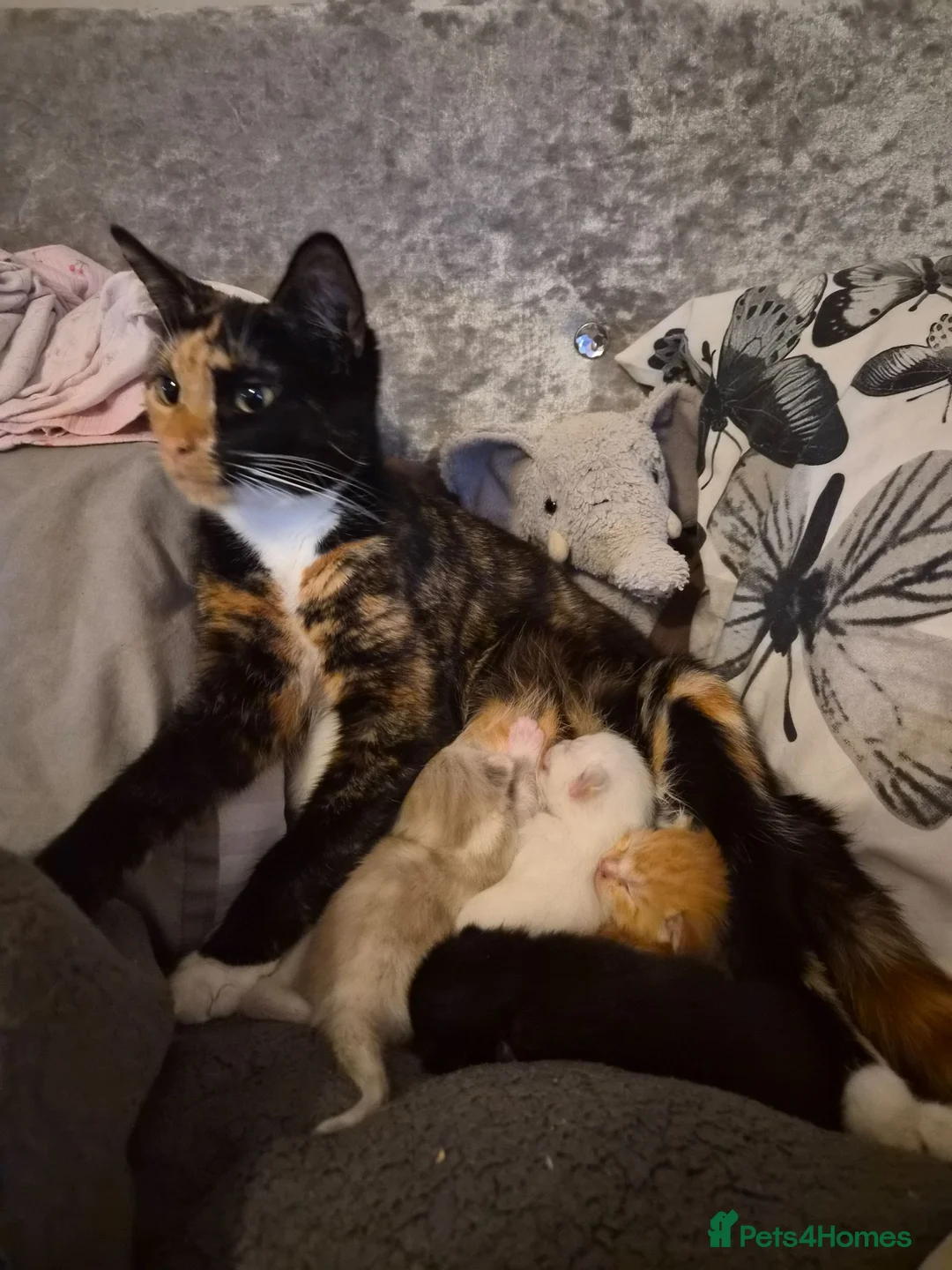 Mixed Breed cats for sale: Kittens  - Advert 1