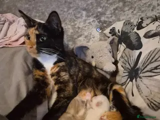 Mixed Breed cats Kittens - Advert 4
