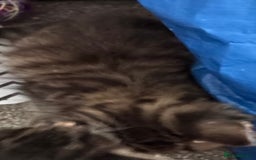 Mixed Breed cats for sale: 3x tuxedo 1x all black kittens - Image 27