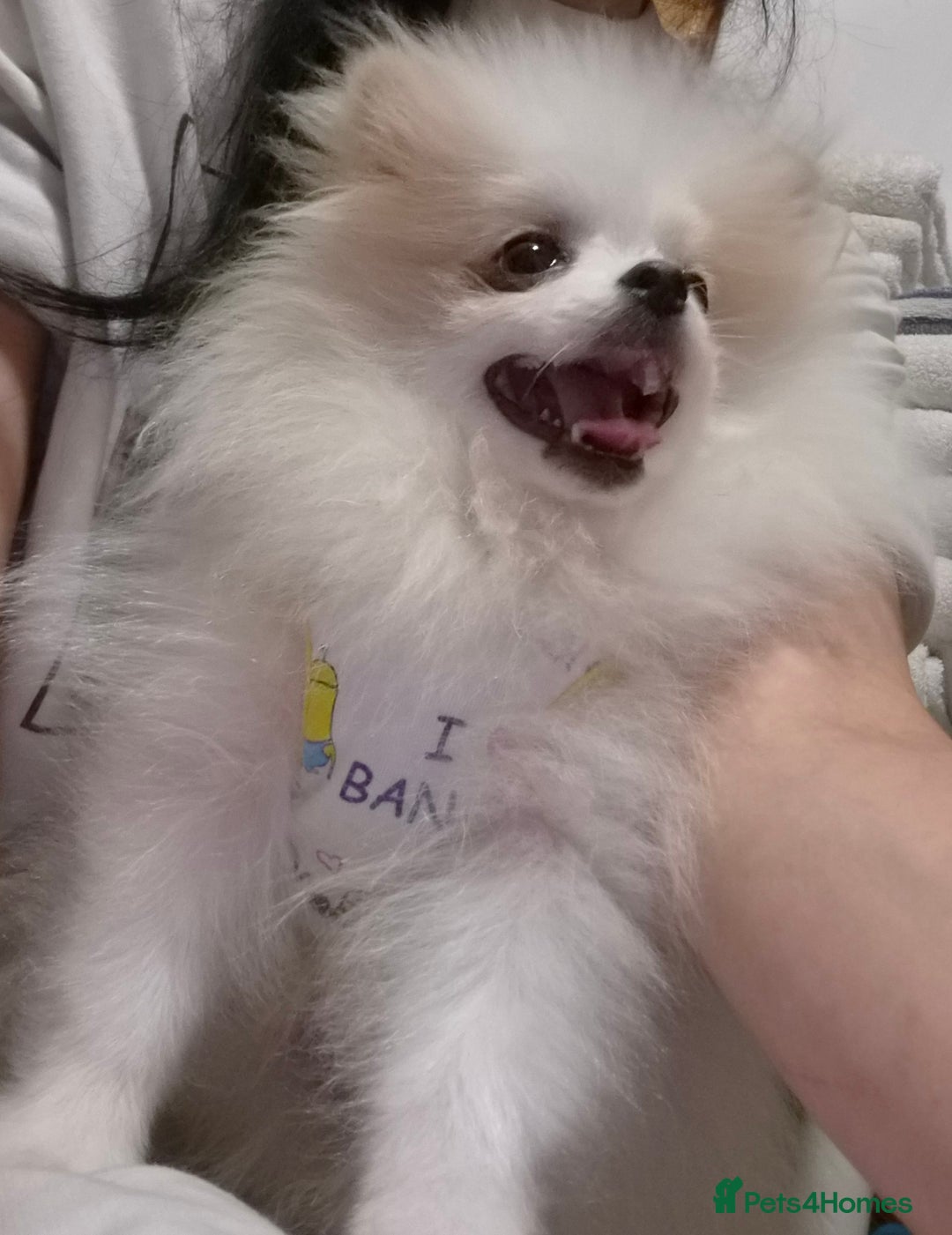 Pomeranian dogs for sale: 💝💝High-quality Korea/Russia Beautiful boys💝💝 - Image 6