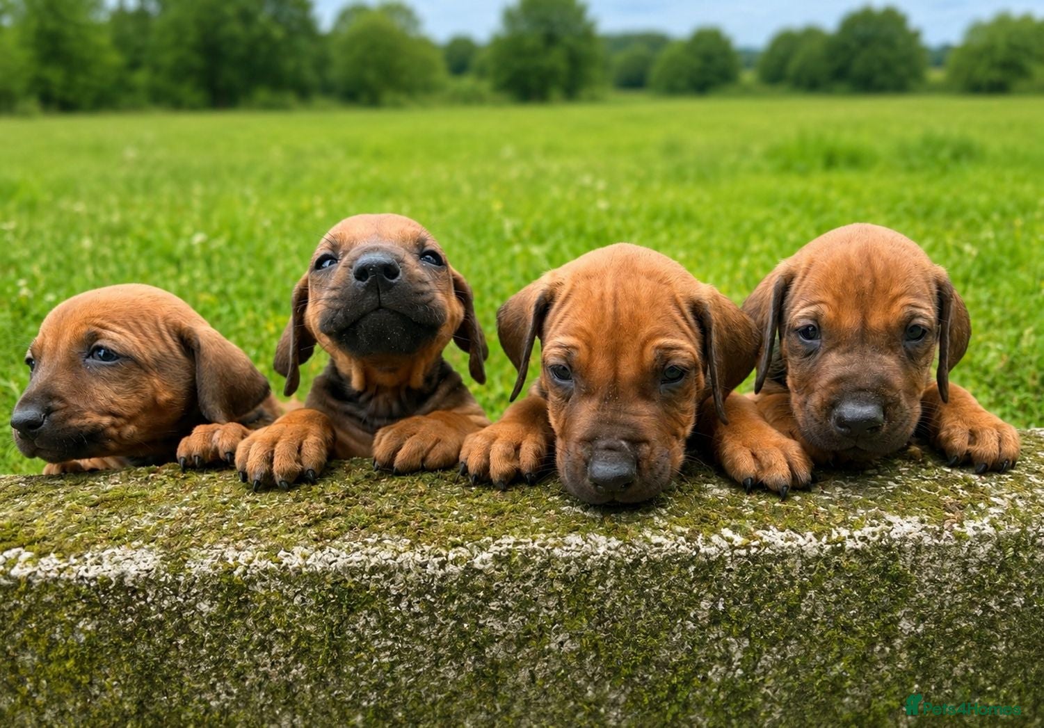 Rhodesian Ridgeback dogs KC RHODESIAN RIDGEBACK PUPPIES FOR SALE  - Advert 10